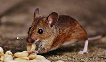 24 Hour & Emergency Exterminators in Valencia, CA